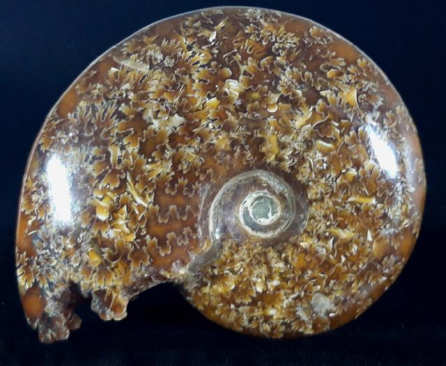 Cleoniceras (Grycia) cf. besairiei COLLIGNON 1949 - Bild © FossNet FossilienStore